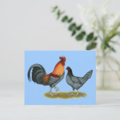 Carte Postale Poule bleue du Delaware (Debout devant)
