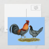 Carte Postale Poule bleue du Delaware (Devant / Derrière)