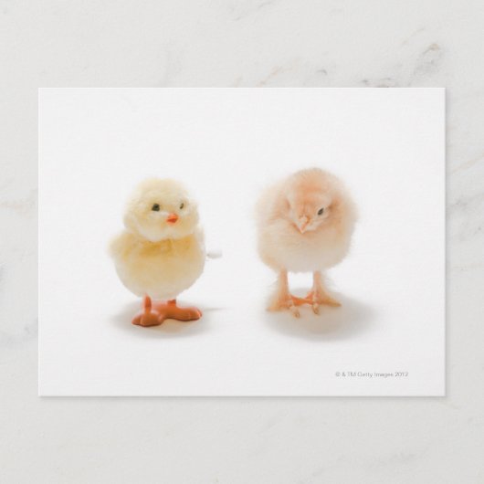 Carte Postale Poule de bébé et fausse poule mécanique (Devant)