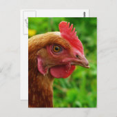 Carte Postale Poule de rouge d'île de Rhode (Devant / Derrière)