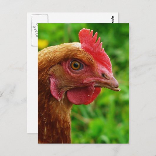 Carte Postale Poule de rouge d'île de Rhode (Devant / Derrière)