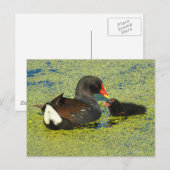 Carte Postale Poule d'eau avec bébé (Devant / Derrière)