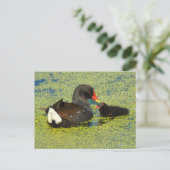 Carte Postale Poule d'eau avec bébé (Debout devant)
