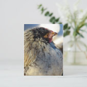 Carte Postale Poule en hiver (Debout devant)