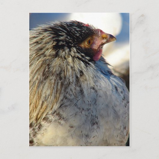 Carte Postale Poule en hiver (Devant)