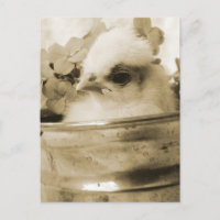 Poule polonaise à Sepia