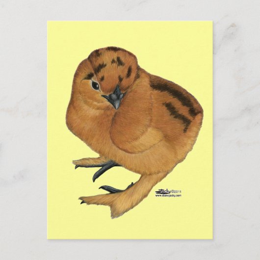 Carte Postale Poule soyeuse rouge (Devant)
