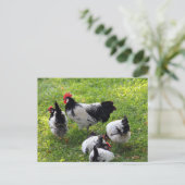 Carte Postale Poules à enclos dans l'herbe (Debout devant)