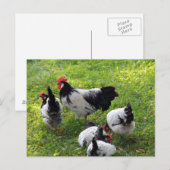 Carte Postale Poules à enclos dans l'herbe (Devant / Derrière)