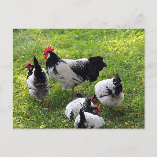 Carte Postale Poules à enclos dans l'herbe (Devant)