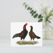 Carte Postale Poules Aseel Black Red (Debout devant)