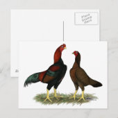 Carte Postale Poules Aseel Black Red (Devant / Derrière)