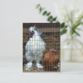 Carte Postale Poules de luxe (Debout devant)