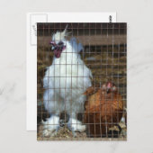 Carte Postale Poules de luxe (Devant / Derrière)