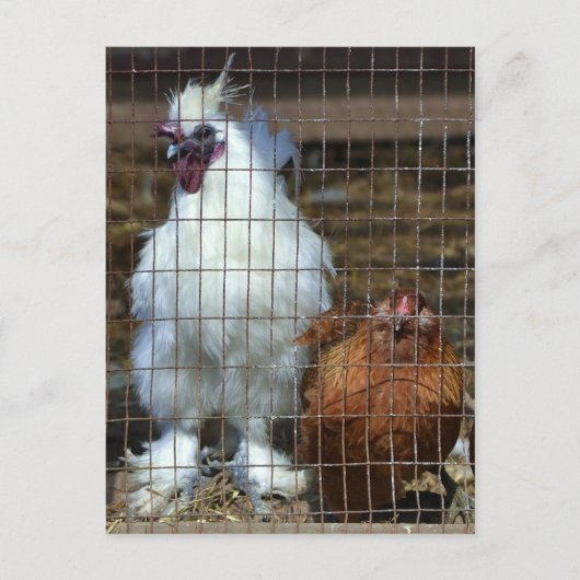 Carte Postale Poules de luxe (Devant)