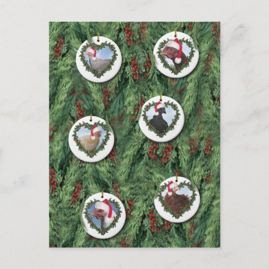 Carte Postale Poules de Noël (Devant)