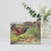 Carte Postale poules et poussins (Debout devant)