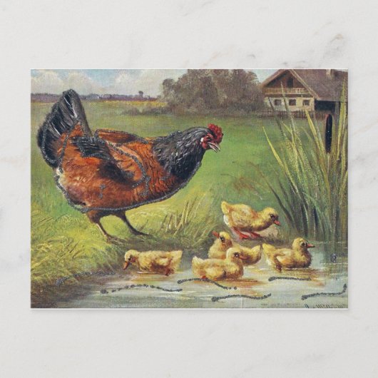 Carte Postale poules et poussins (Devant)