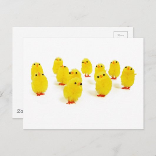 Carte Postale poules mignonnes (Devant / Derrière)