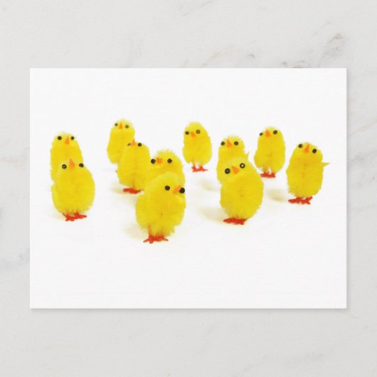 Carte Postale poules mignonnes (Devant)