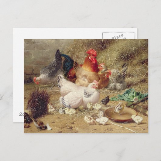 Carte Postale Poules nichant avec leurs poulets (Devant / Derrière)