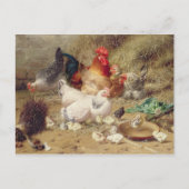 Carte Postale Poules nichant avec leurs poulets (Devant)