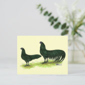 Carte Postale Poules Sumatra Black (Debout devant)