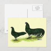 Carte Postale Poules Sumatra Black (Devant / Derrière)