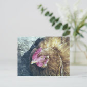 CARTE POSTALE POULET (Debout devant)