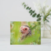 Carte Postale Poulet (Debout devant)