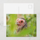 Carte Postale Poulet (Devant / Derrière)
