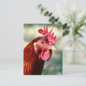Carte postale poulet (Debout devant)