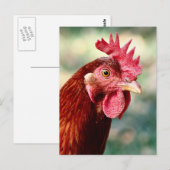 Carte postale poulet (Devant / Derrière)