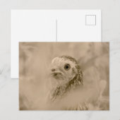 Carte Postale Poulet (Devant / Derrière)
