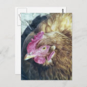 CARTE POSTALE POULET (Devant / Derrière)