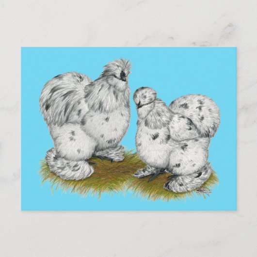 Carte Postale Poulet à éclaboussures de Silkie Bantam (Devant)