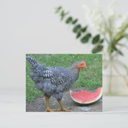 Carte Postale Poulet aime la pastèque (Debout devant)