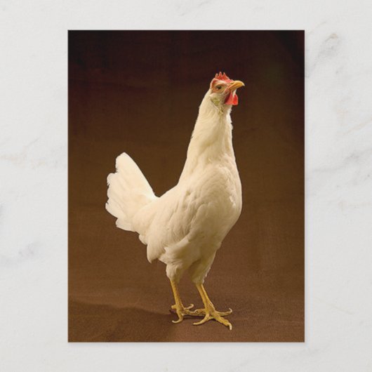 Carte Postale Poulet blanc (Devant)