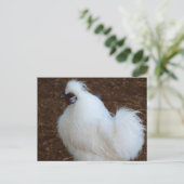 Carte Postale Poulet blanc en soie (Debout devant)