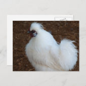 Carte Postale Poulet blanc en soie (Devant / Derrière)