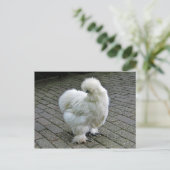 Carte Postale Poulet blanc Silkie Photo (Debout devant)