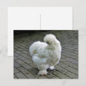 Carte Postale Poulet blanc Silkie Photo (Devant / Derrière)