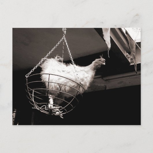Carte Postale Poulet dans le panier (Devant)