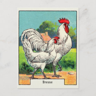 Carte Postale Poulet de Bresse vintage