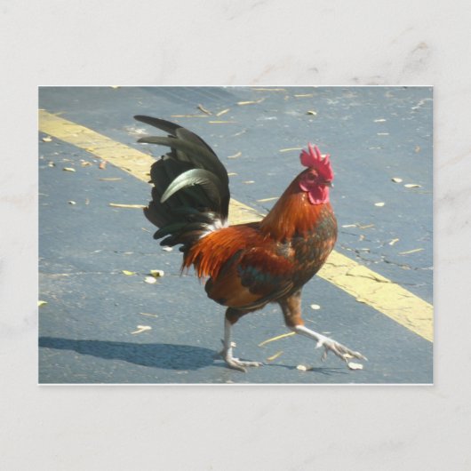Carte Postale Poulet de Key West (Devant)