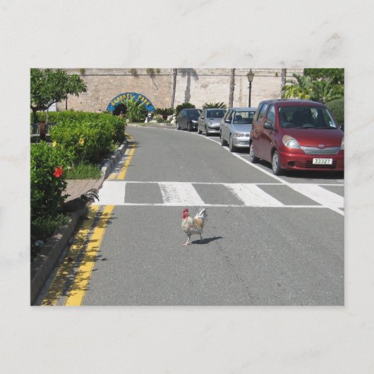 CARTE POSTALE POULET DES BERMUDES (Devant)