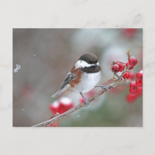 Carte Postale Poulet en chute de neige avec baies rouges (Devant)