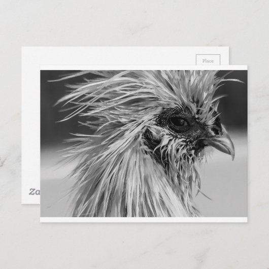 Carte Postale Poulet en silkie humide en colère (Devant / Derrière)