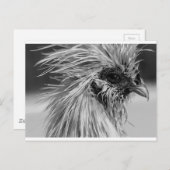Carte Postale Poulet en silkie humide en colère (Devant / Derrière)