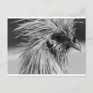 Carte Postale Poulet en silkie humide en colère